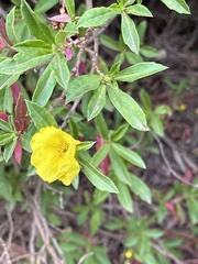 Hibbertia cuneiformis