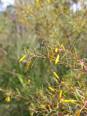 Persoonia nutans