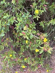 Hibbertia cuneiformis