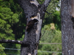 Nestor meridionalis septentrionalis