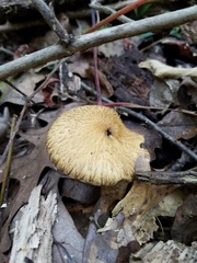 Lacrymaria echiniceps