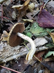 Lacrymaria echiniceps