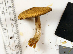 Lacrymaria echiniceps