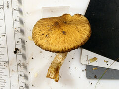 Lacrymaria echiniceps