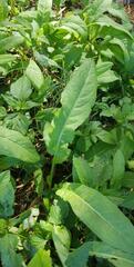 Lactuca virosa