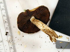 Lacrymaria echiniceps