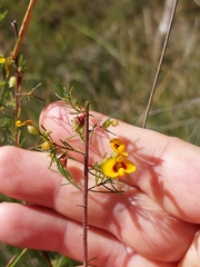 Dillwynia tenuifolia