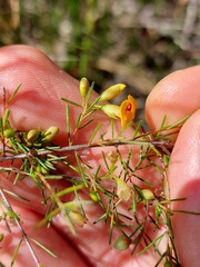 Dillwynia tenuifolia