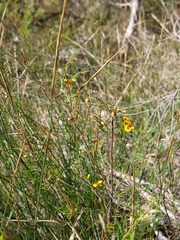 Dillwynia tenuifolia