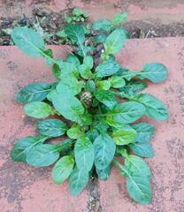Rorippa indica