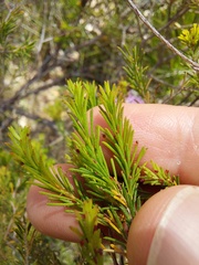 Melaleuca diosmatifolia