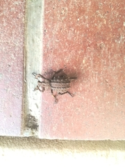 Brachycerus