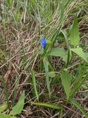 Commelina lanceolata