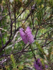 Melaleuca diosmatifolia