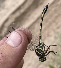 Gomphidae