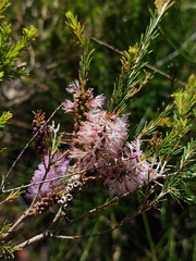 Melaleuca diosmatifolia