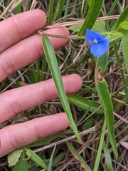 Commelina lanceolata