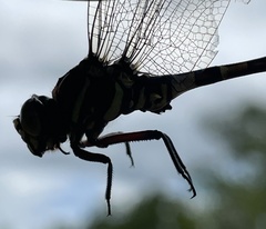 Gomphidae
