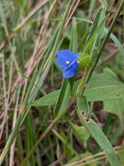 Commelina lanceolata