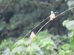 Pycnonotus sinensis formosae