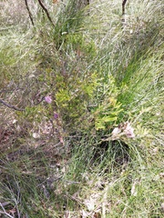 Melaleuca diosmatifolia