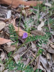 Swainsona brachycarpa