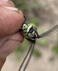 Gomphidae