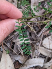 Swainsona brachycarpa