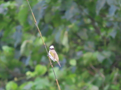 Pycnonotus sinensis formosae