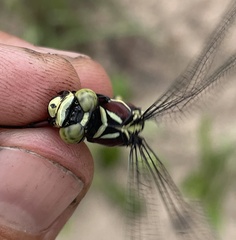 Gomphidae