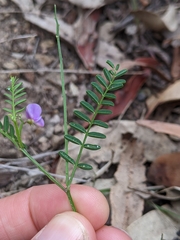 Swainsona brachycarpa