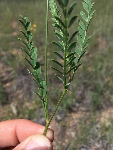 Eggleston's milkvetch (Astragalus egglestonii)