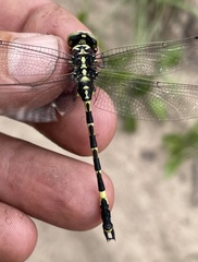 Gomphidae
