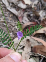Swainsona brachycarpa