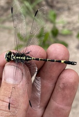 Gomphidae