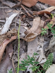 Swainsona brachycarpa