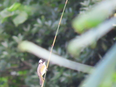 Pycnonotus sinensis formosae