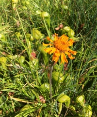 Raillardella pringlei