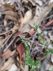 Swainsona brachycarpa