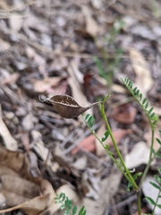 Swainsona brachycarpa