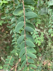 Hypericum geminiflorum