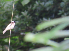 Pycnonotus sinensis formosae