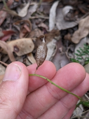 Swainsona brachycarpa