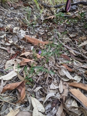Swainsona brachycarpa