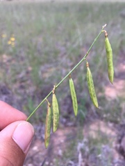Astragalus egglestonii