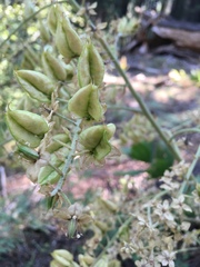Veratrum californicum