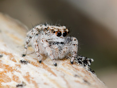 Pseudomogrus dalaensis