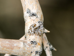 Pseudomogrus dalaensis