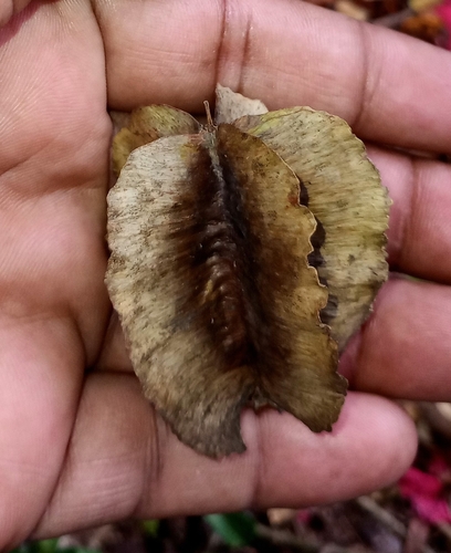 Image of Terminalia elliptica by (c) Chandu Bandi, some rights reserved (CC BY)
