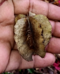 Terminalia elliptica